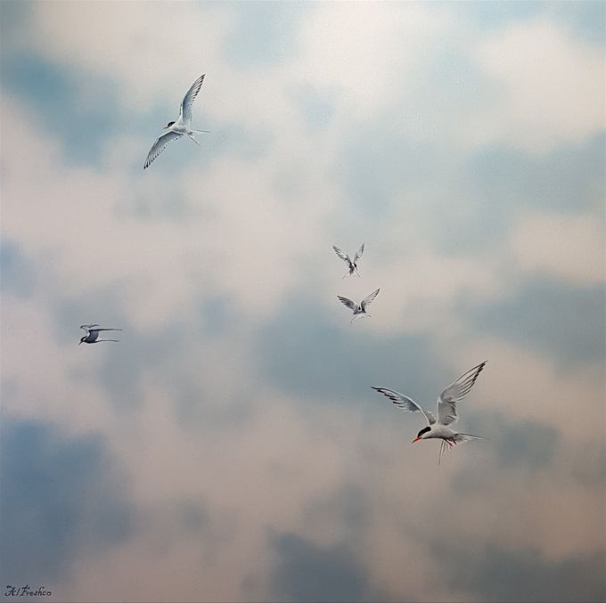 Free as a bird   70 x 70 cm.